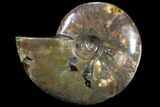 Iridescent Red Flash Ammonite - Madagascar #81377-1